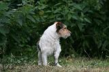 JACK RUSSEL 239